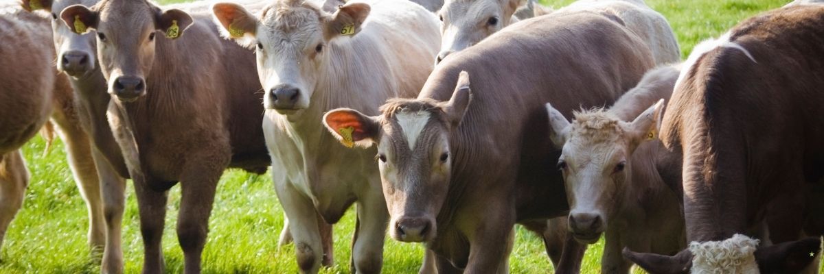Bolvadin’de Hayvancılıkta Öne Çıkan Gelişmeler